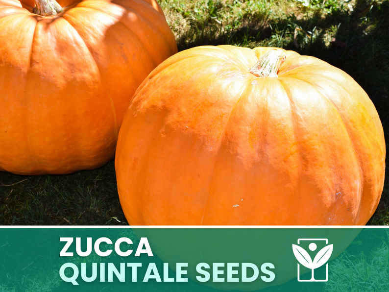 Zucca Gigante Quintale – 30 Semi – Heirloom Pumpkin Seeds, Taglia XXL, Orto, Polpa Arancione, Facile da Coltivare, Non-GMO, Alta Germinabilità - Botanis - Vendita semi online di piante rare