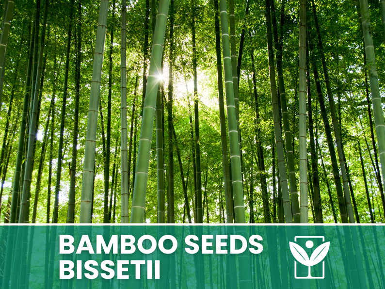 Bambù Bissetii – 10 Semi – Bissetii Bamboo Seeds, Raro, Resistente, Alta Germinabilità, Non-GMO - Botanis - Vendita semi online di piante rare