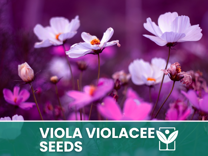 Viola Flowers 30 seeds (Violaceae) – high germination flower seeds – selected quality seeds