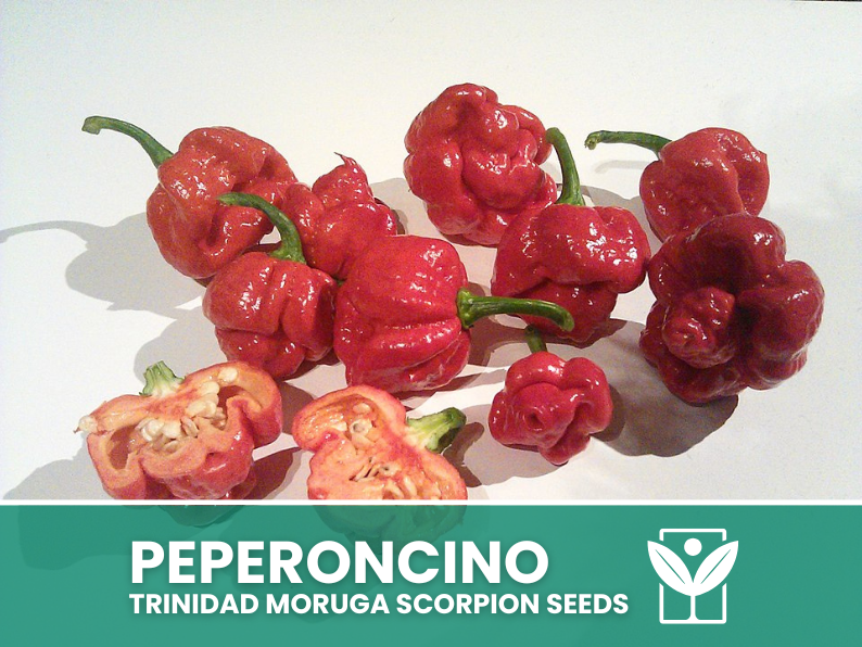 planting trinidad scorpion seeds 50 rare seeds Chilli TRINIDAD MORUGA SCORPION + free rare chili seeds - high quality selected seeds