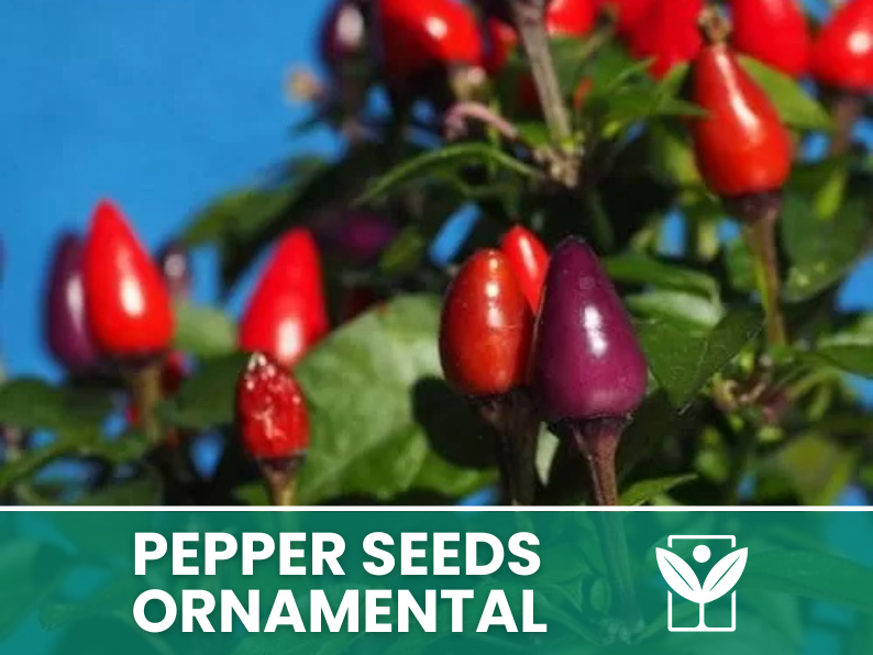 Peperoncino Ornamentale – 50 Semi – Giant Ornamental Pepper Seeds, Selezionati, Alta Germinabilità, Non-GMO - Botanis - Vendita semi online di piante rare