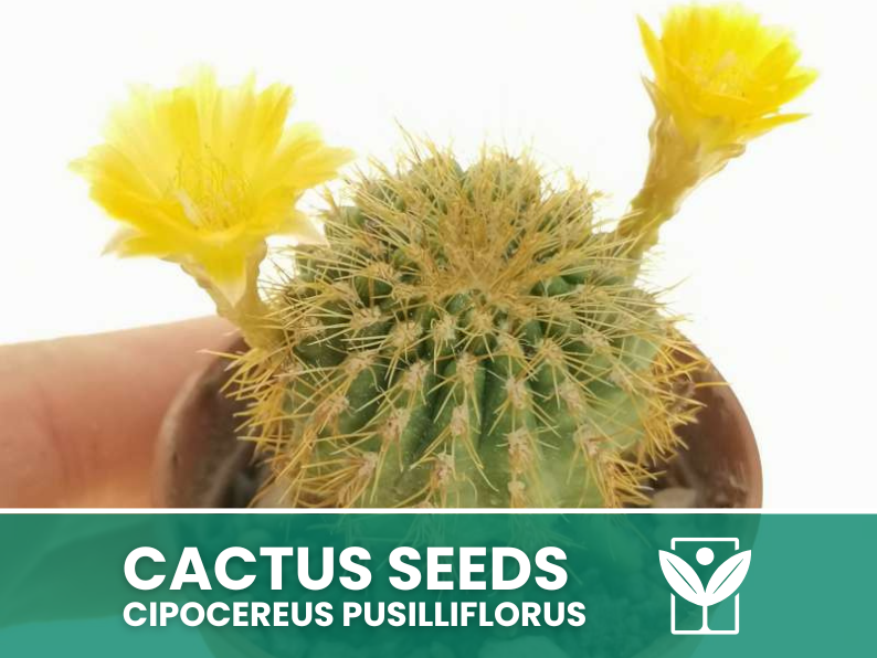 Cipocereus Pusilliflorus – 10 Semi – Cactus Seeds, Pianta Succulenta, Cactaceae, Fiore, Alta Germinabilità - Botanis - Vendita semi online di piante rare