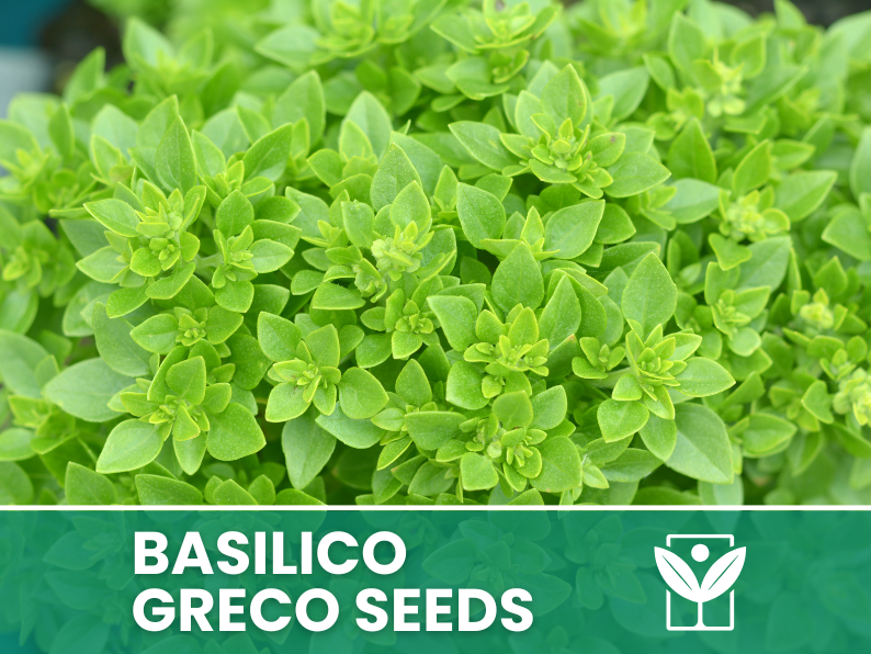 Basilico Greco a Palla – 100 Semi – Rare Greek Basil Seeds, Compatto e Sferico, Aroma Intenso, Orto e Balcone, Facile da Coltivare, Alta Germinabilità, Non-GMO