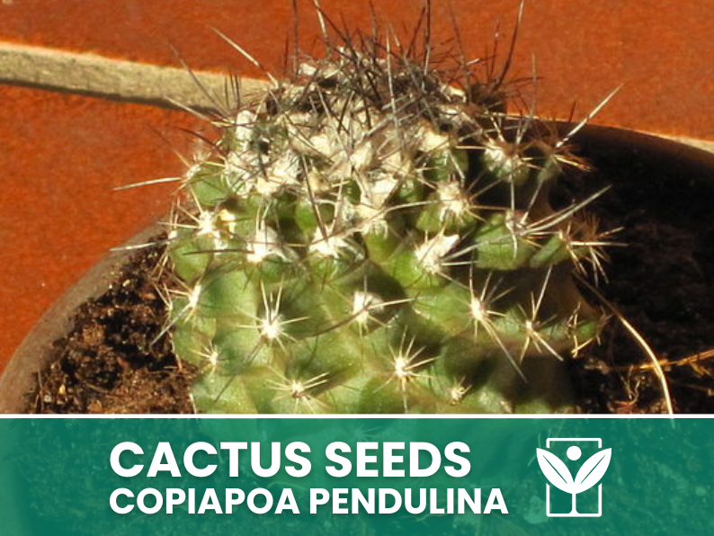 10 seeds of CACTUS copiapoa pendulina - SUCCULENT PLANTS - succulents - cactaceae - flower seeds - high germination - seeds