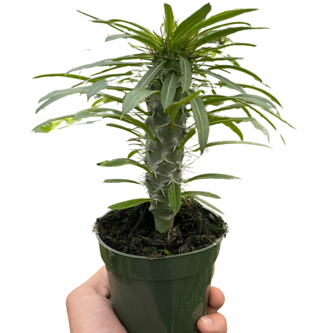 Pachypodium lamerei - 10 Semi – Alta Germinabilità, Varietà Selezionata, Non-GMO