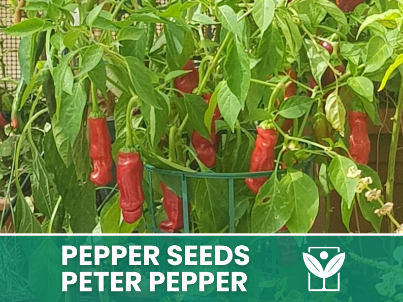 Peperoncino Peter Pepper – 50 Semi – Peter Pepper Seeds, Raro, Forma Insolita, Facile da Coltivare, Alta Germinabilità, Non-GMO - Botanis - Vendita semi online di piante rare