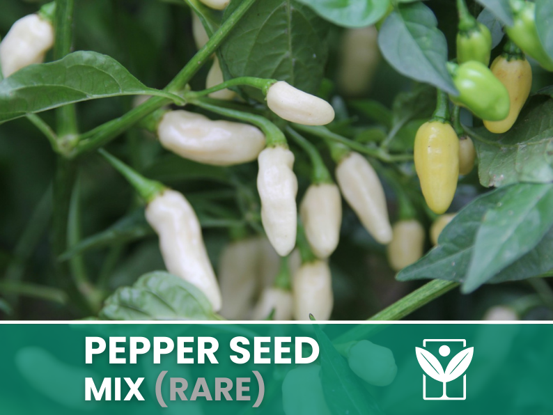 Peperoncini Vari – 50 Semi (10 Tipi) – Assorted Rare Pepper Seeds, Alta Qualità, Ornamentali, Facile da Coltivare, Alta Germinabilità, Non-GMO - Botanis - Vendita semi online di piante rare