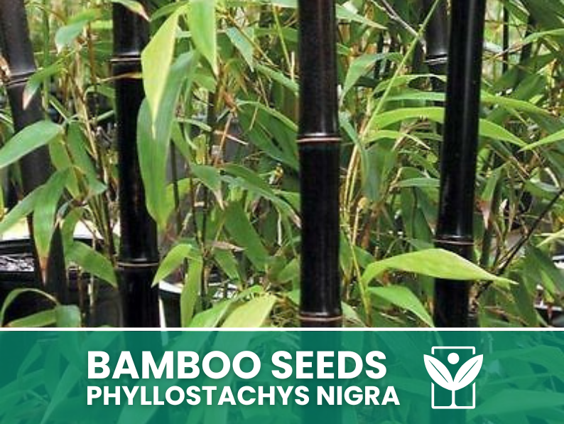 Bambù Nero – 10 Semi – Black Bamboo Phyllostachys Nigra Seeds, Raro, Ornamentale, Alta Germinabilità, Non-GMO - Botanis - Vendita semi online di piante rare