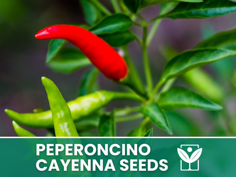 Peperoncino Cayenna – 30 Semi – Cayenne Pepper Seeds, Heirloom, Frutto Allungato, Piccantezza Intensa, Facile da Coltivare, Alta Germinabilità, Non-GMO