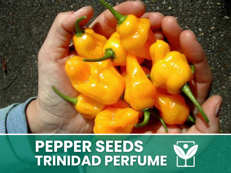 Peperoncino Trinidad Perfume – 50 Semi – Trinidad Perfume Pepper Seeds, Raro, Alta Qualità, Ornamentale, Facile da Coltivare, Alta Germinabilità, Non-GMO - Botanis - Vendita semi online di piante rare