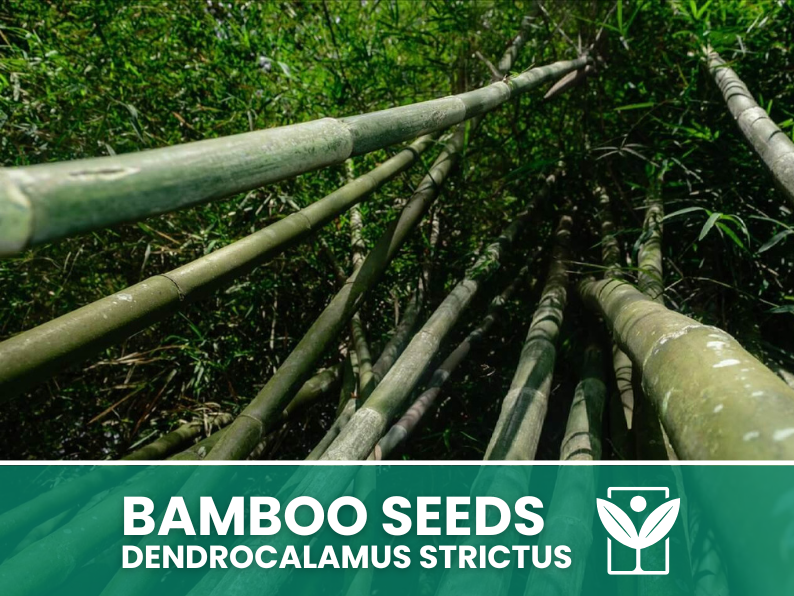 giant bamboo seeds for planting 10 SEEDS selected BAMBOO Dendrocalamus Strictus"Giant Bamboo - rare se – Botanis