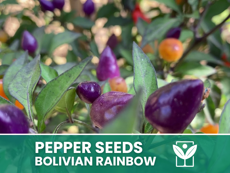 Peperoncino Bolivian Rainbow – 50 Semi – Bolivian Rainbow Pepper Seeds, Raro, Alta Qualità, Ornamentale, Facile da Coltivare, Alta Germinabilità, Non-GMO - Botanis - Vendita semi online di piante rare