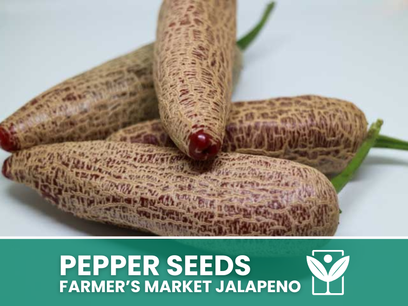 50 rare seeds of FARMER'S MARKET JALAPENO Chili Pepper + free rare chili seeds - high quality selected seeds - top ornamental plant