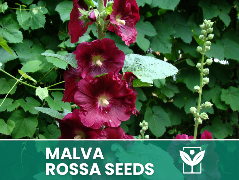 Red Mallow 10 seeds – High Germination, Selected Ornamental Flower Seeds