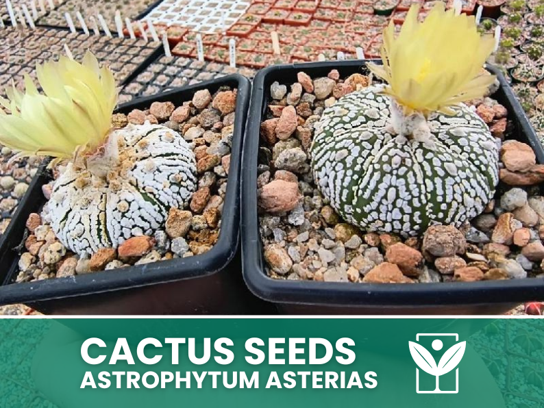 Astrophytum Asterias – 10 Semi – Cactus Seeds, Pianta Succulenta, Cactaceae, Fiore, Alta Germinabilità - Botanis - Vendita semi online di piante rare