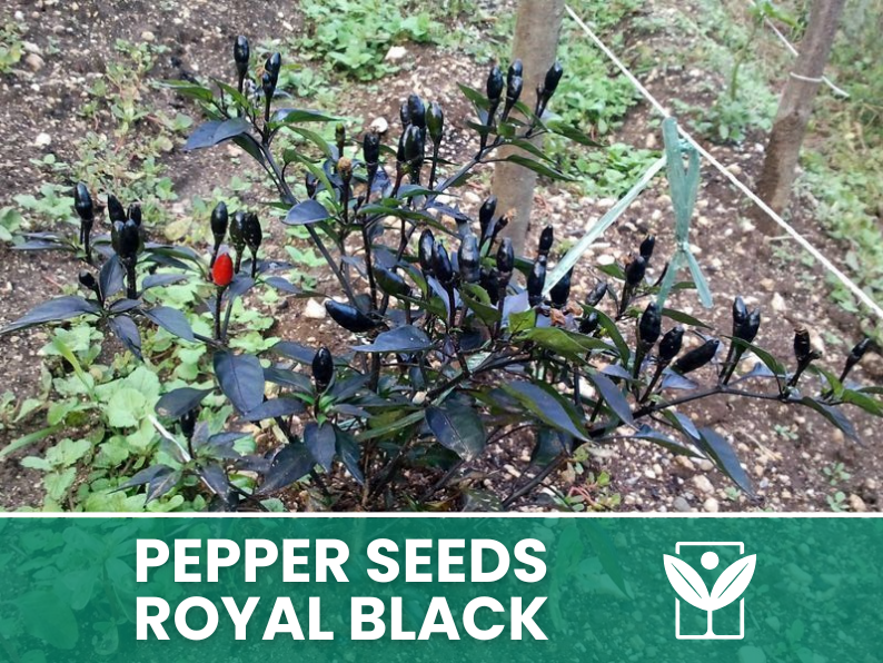Peperoncino Royal Black – 50 Semi – Royal Black Pepper Seeds, Raro, Ornamentale, Facile da Coltivare, Alta Germinabilità, Non-GMO