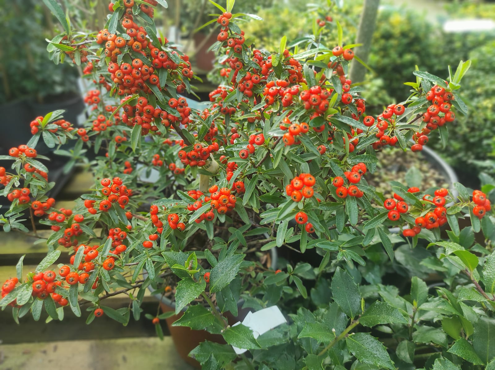 Retama Loca – 10 Semi, Bacche Rosse, Restauro, Giardino, Facile da Coltivare, Alta Germinabilità, Non-GMO