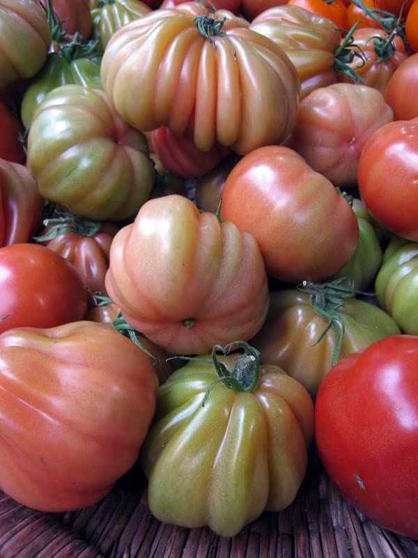 50 Semi di Pomodoro Cuore di Bue Solanum lycopersicum Cuor di Bue – Semi Freschi, Alta Germinabilità, No-GMO