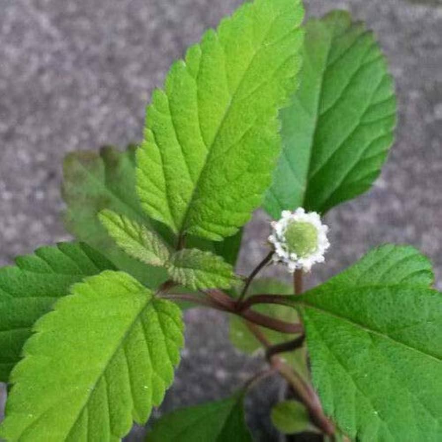 Lippia dulcis Colada – 100 Semi, Foglie Dolci, Profumo Citrino, Tisane, Facile da Coltivare, Alta Germinabilità, Non-GMO