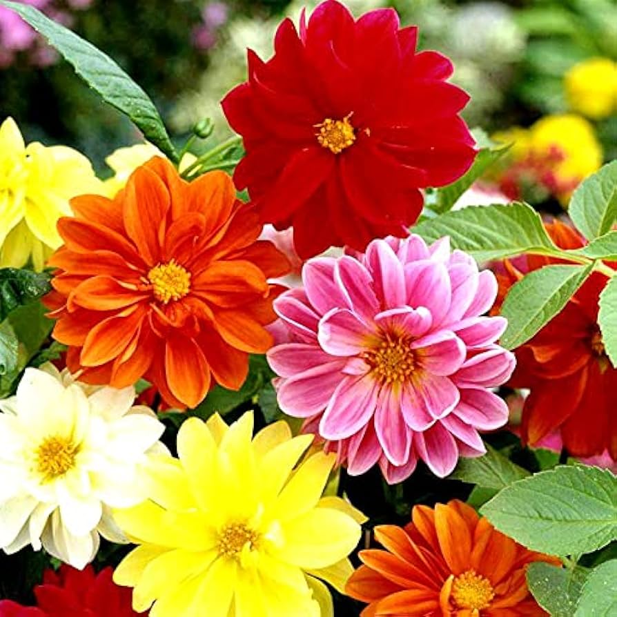 Dalia Unwin’s Mix – 10 Semi, Varietà Classica, Fiori Semplici e Doppi, Coloratissima, Facile da Coltivare, Alta Germinabilità, Non-GMO