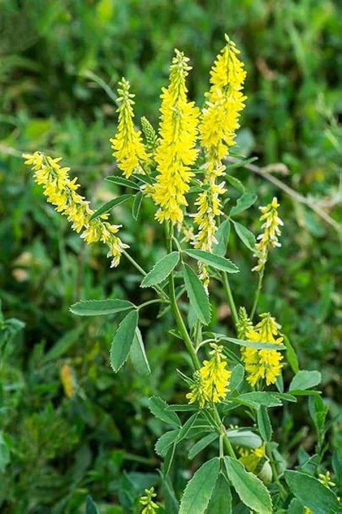 Meliloto Giallo - 500 Semi, Mellifera, Miglioratore Suolo, API, Facile da Coltivare, Alta Germinabilità, Non-GMO