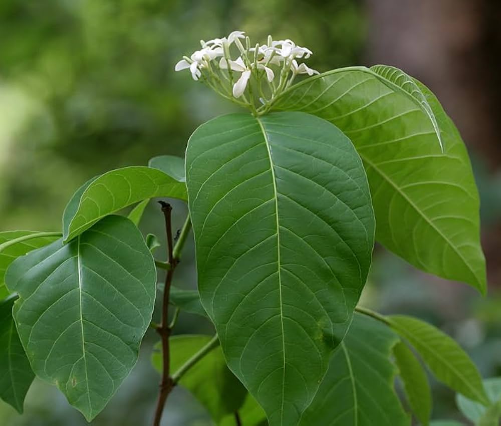 Holarrhena Antidysenterica – 5 Seeds – Tree of Health, Medicinal Plant, White Flowers, Ideal for Hot Climates, Rare