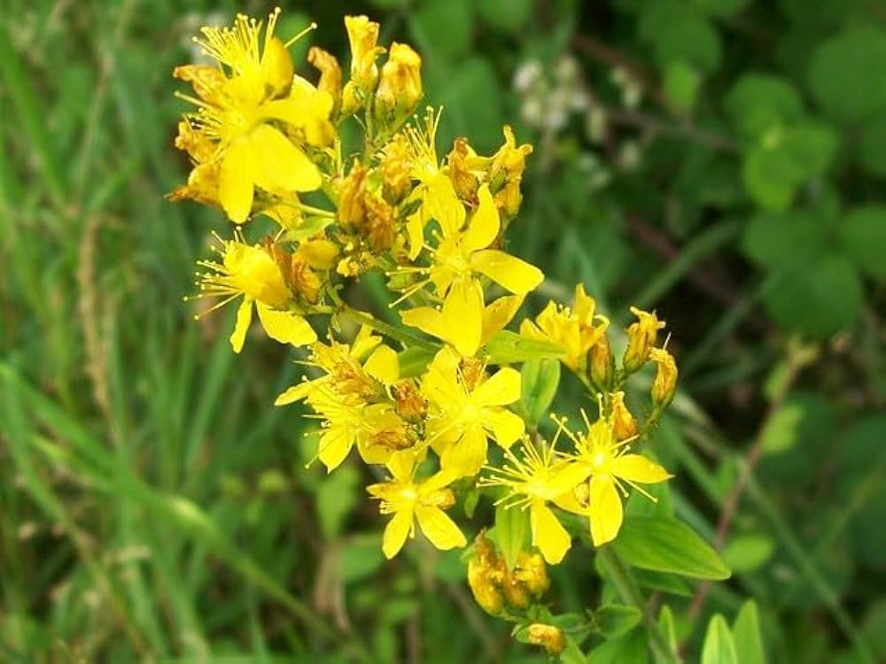 Iperico Lanoso – 10 Semi, Giallo, Peloso, Restauro, Facile da Coltivare, Alta Germinabilità, Non-GMO