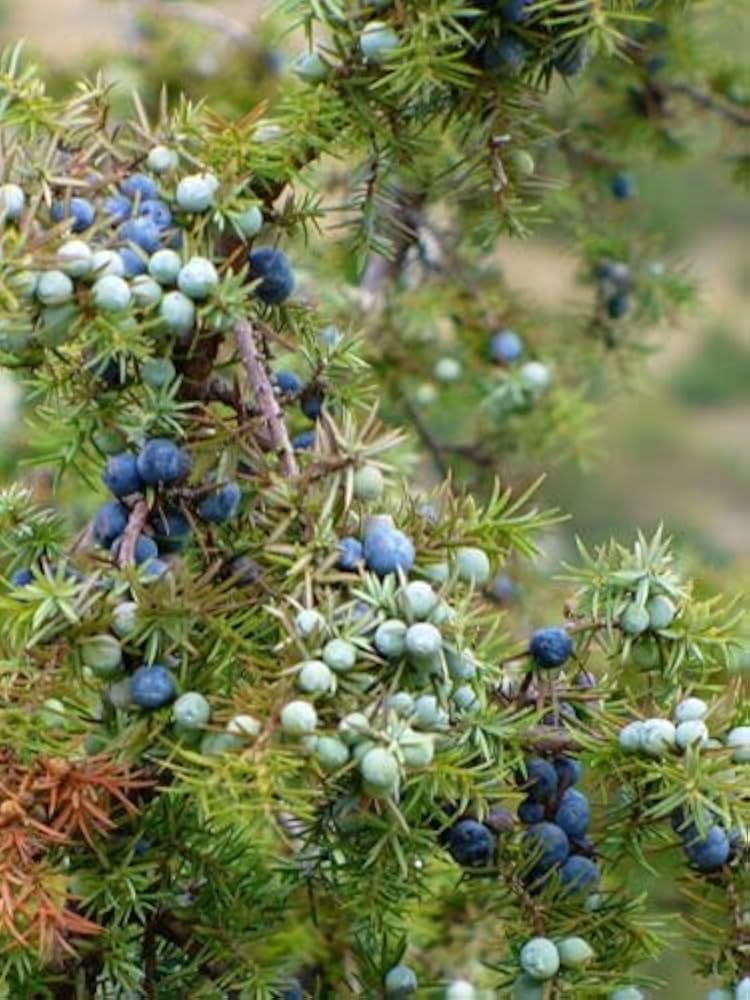 Ginepro Comune – 10 Semi, Bacche, Aromatico, Giardino, Facile da Coltivare, Alta Germinabilità, Non-GMO