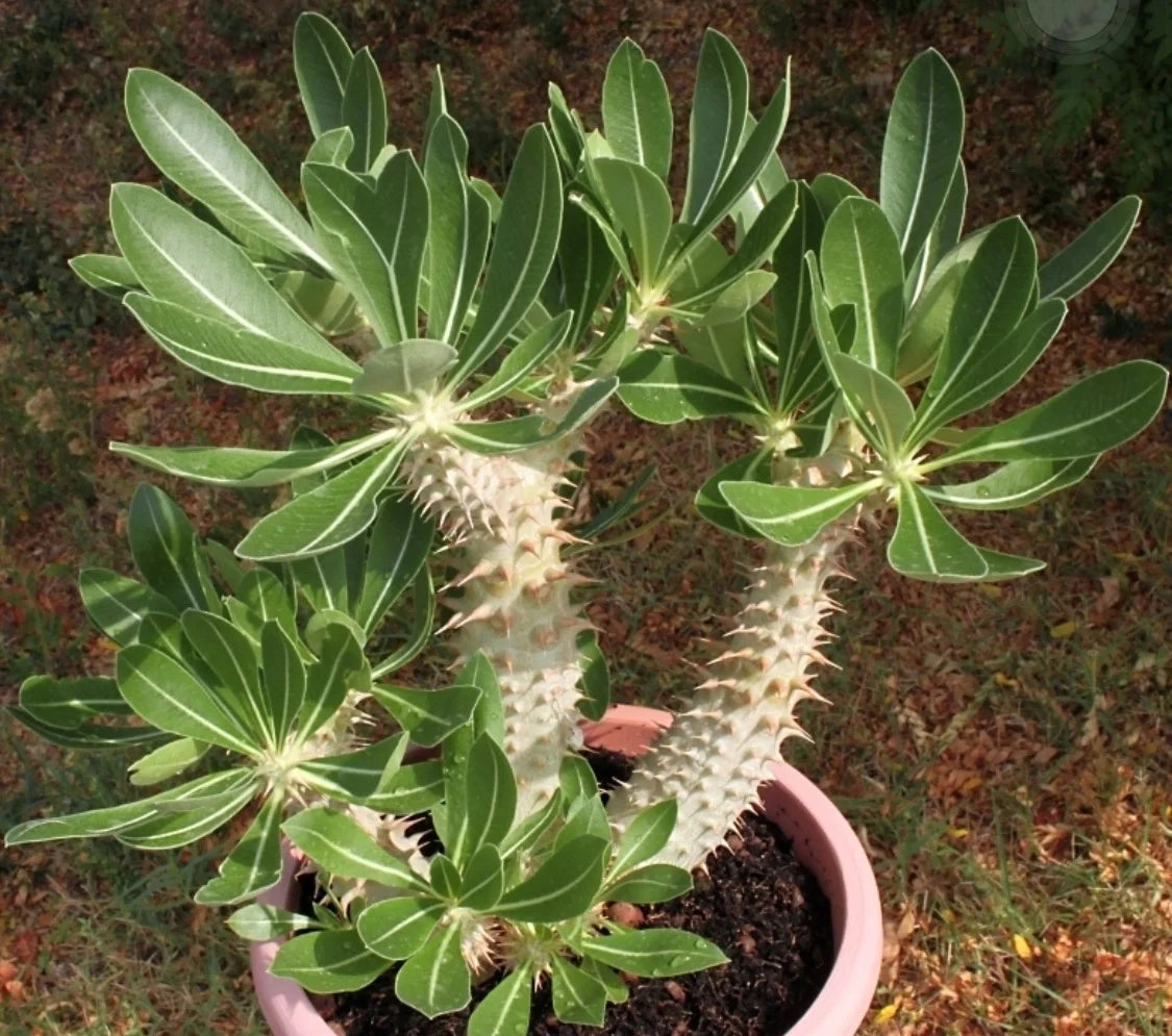 Pachypodium densiflorum - 10 Semi – Alta Germinabilità, Varietà Selezionata, Non-GMO