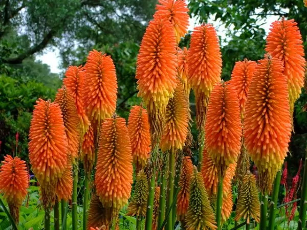 Uvaria Rufa – 10 Seeds, Star-Shaped, Climbing, Tropical, Easy to Grow, High Germination, Non-GMO