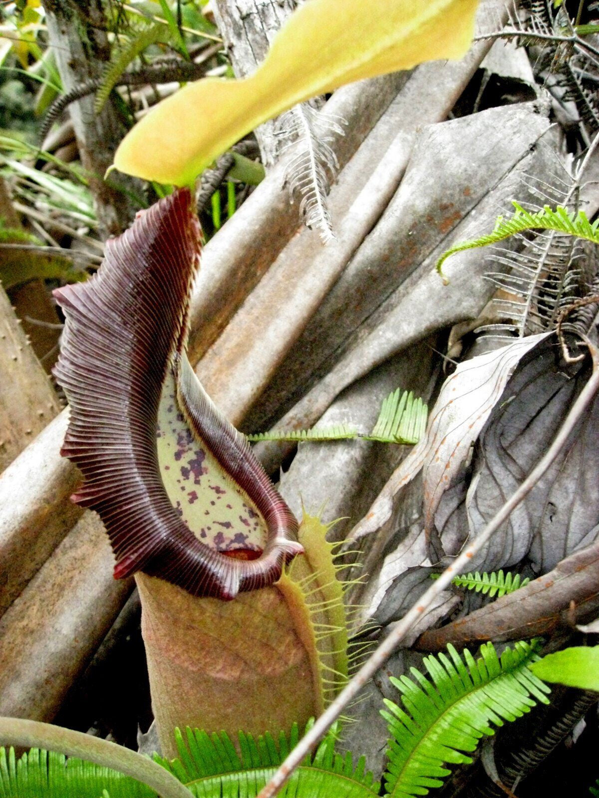 Nepenthes Bongso Carnivorous Plant – 10 Seeds – Carnivorous Plant, Unique Urns, Rare, Ideal for Terrariums