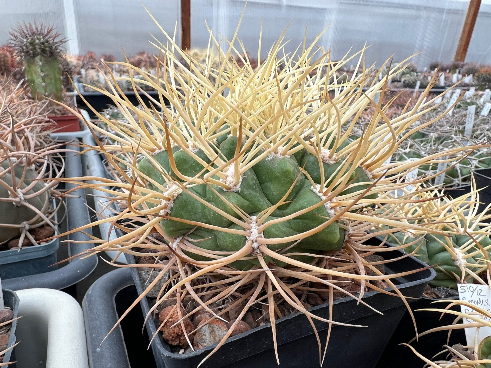 Gymnocalycium ponomarevae - 10 Semi – Alta Germinabilità, Varietà Selezionata, Non-GMO