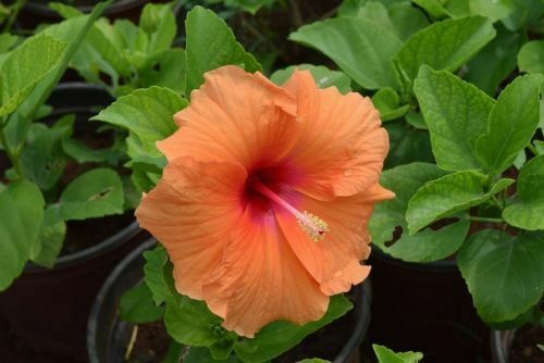 Ibisco Syriacus Canary Orange – 20 Semi – Fiori Arancioni, Resistente, Decorativo, Per Siepi