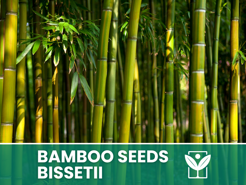 Bambù Bissetii – 10 Semi – Bissetii Bamboo Seeds, Raro, Resistente, Alta Germinabilità, Non-GMO - Botanis - Vendita semi online di piante rare