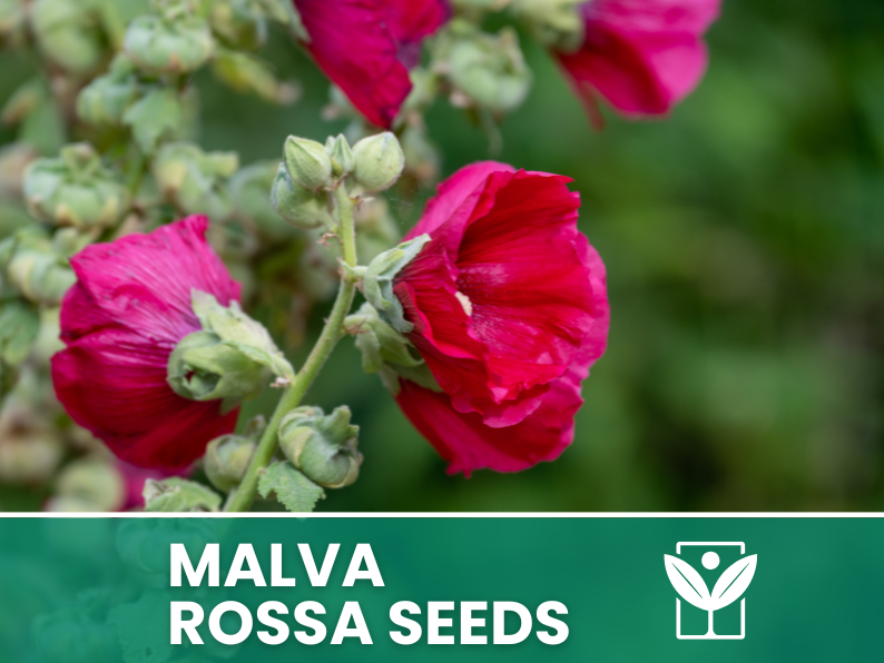 Red Mallow 10 seeds – High Germination, Selected Ornamental Flower Seeds