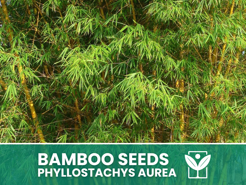 Bambù Dorato – 10 Semi – Golden Bamboo Phyllostachys Aurea Seeds, Raro, Decorativo, Facile da Coltivare, Non-GMO - Botanis - Vendita semi online di piante rare