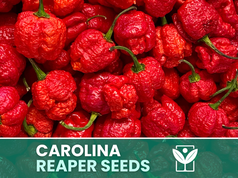 Carolina Reaper Red Pepper – 50 Seeds – Carolina Reaper Red Pepper Seeds, Rare, Ornamental, Premium Quality, Hand Selected, Non-GMO