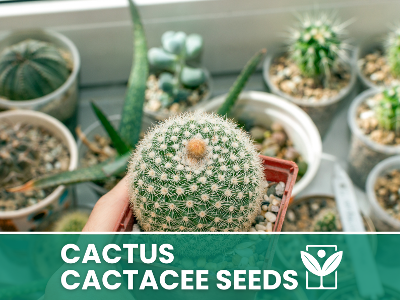 HORTUS Seeds of CACTACEAE succulent plants - very rare - giant - Selected - Hortus Seeds - High Germinability - Rare Seeds