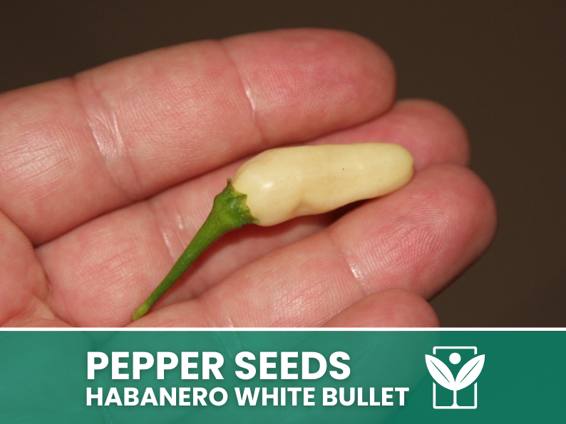 Peperoncino Habanero White Bullet – 50 Semi – Habanero White Bullet Pepper Seeds, Raro, Alta Qualità, Facile da Coltivare, Alta Germinabilità, Non-GMO