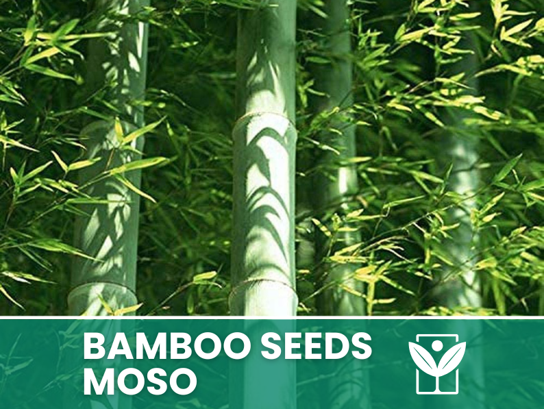 Bambù Moso – 10 Semi – Moso Bamboo Phyllostachys Pubescens Seeds, Gigante, Edile, Alta Germinabilità, Non-GMO