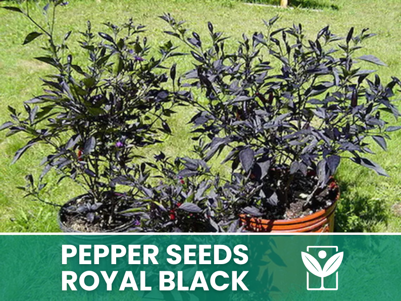 Peperoncino Royal Black – 50 Semi – Royal Black Pepper Seeds, Raro, Ornamentale, Facile da Coltivare, Alta Germinabilità, Non-GMO