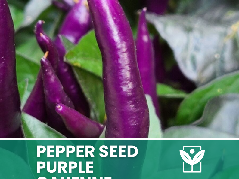 50 seeds PEPERONCINO-PURPLE CAYENNE + free rare chili seeds - high quality selected seeds - top ornamental plant
