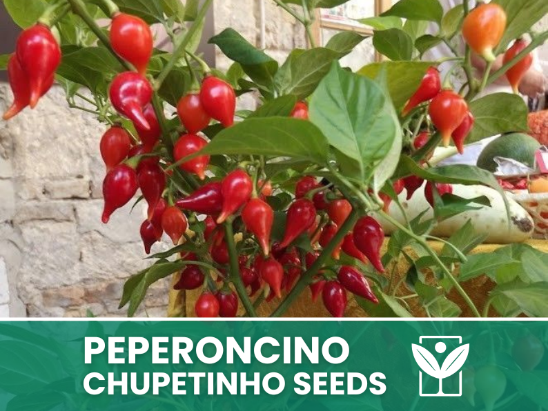 Peperoncino Chupetinho – 50 Semi – Chupetinho Pepper Seeds, Raro, Alta Qualità, Ornamentale, Facile da Coltivare, Alta Germinabilità, Non-GMO - Botanis - Vendita semi online di piante rare