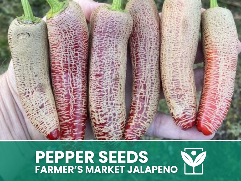 50 rare seeds of FARMER'S MARKET JALAPENO Chili Pepper + free rare chili seeds - high quality selected seeds - top ornamental plant