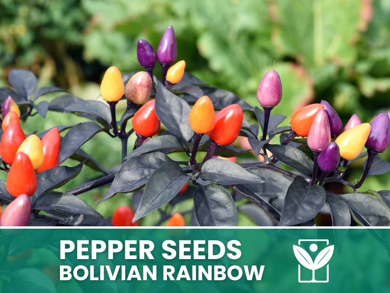 Peperoncino Bolivian Rainbow – 50 Semi – Bolivian Rainbow Pepper Seeds, Raro, Alta Qualità, Ornamentale, Facile da Coltivare, Alta Germinabilità, Non-GMO