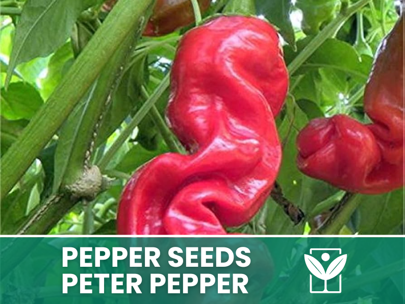 Peperoncino Peter Pepper – 50 Semi – Peter Pepper Seeds, Raro, Forma Insolita, Facile da Coltivare, Alta Germinabilità, Non-GMO - Botanis - Vendita semi online di piante rare
