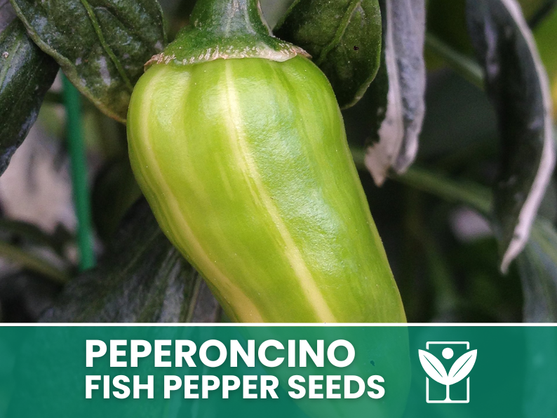 Peperoncino Fish Pepper – 50 Semi – Fish Pepper Seeds, Heirloom Variegated, Ornamentale e Piccante, Frutti Striati, Facile da Coltivare, Alta Germinabilità, Non-GMO - Botanis - Vendita semi online di piante rare