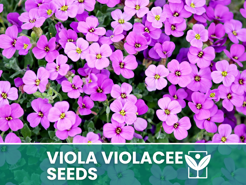 Viola Flowers 30 seeds (Violaceae) – high germination flower seeds – selected quality seeds
