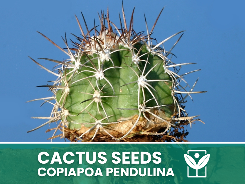 10 seeds of CACTUS copiapoa pendulina - SUCCULENT PLANTS - succulents - cactaceae - flower seeds - high germination - seeds