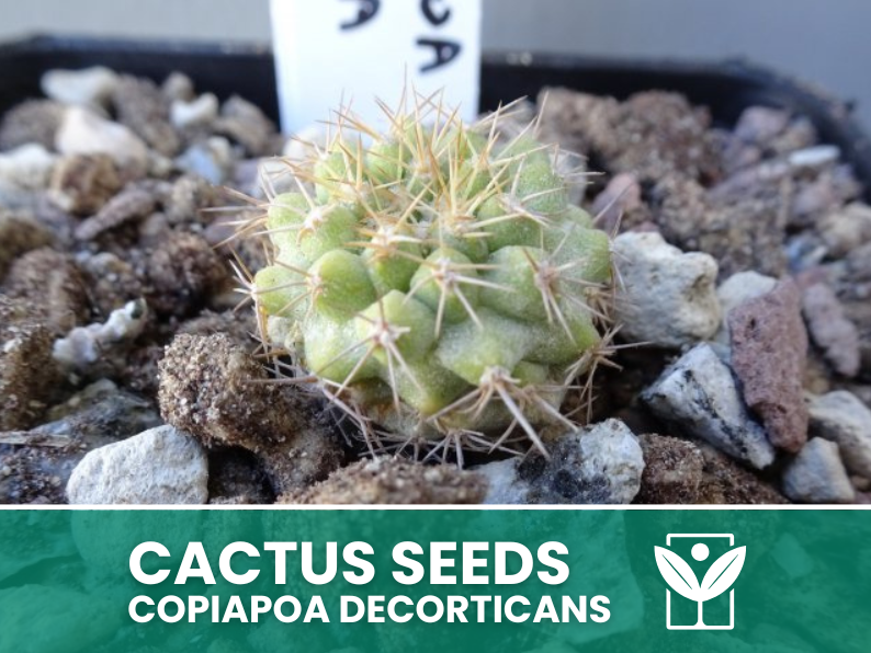 Copiapoa Decorticans – 10 Semi – Cactus Seeds, Pianta Succulenta, Cactaceae, Fiore, Alta Germinabilità - Botanis - Vendita semi online di piante rare